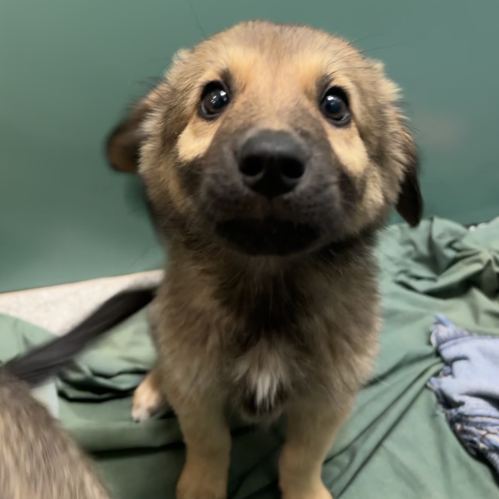 GINGER - Shepherd, German / Mixed Breed (Large) available for adoption