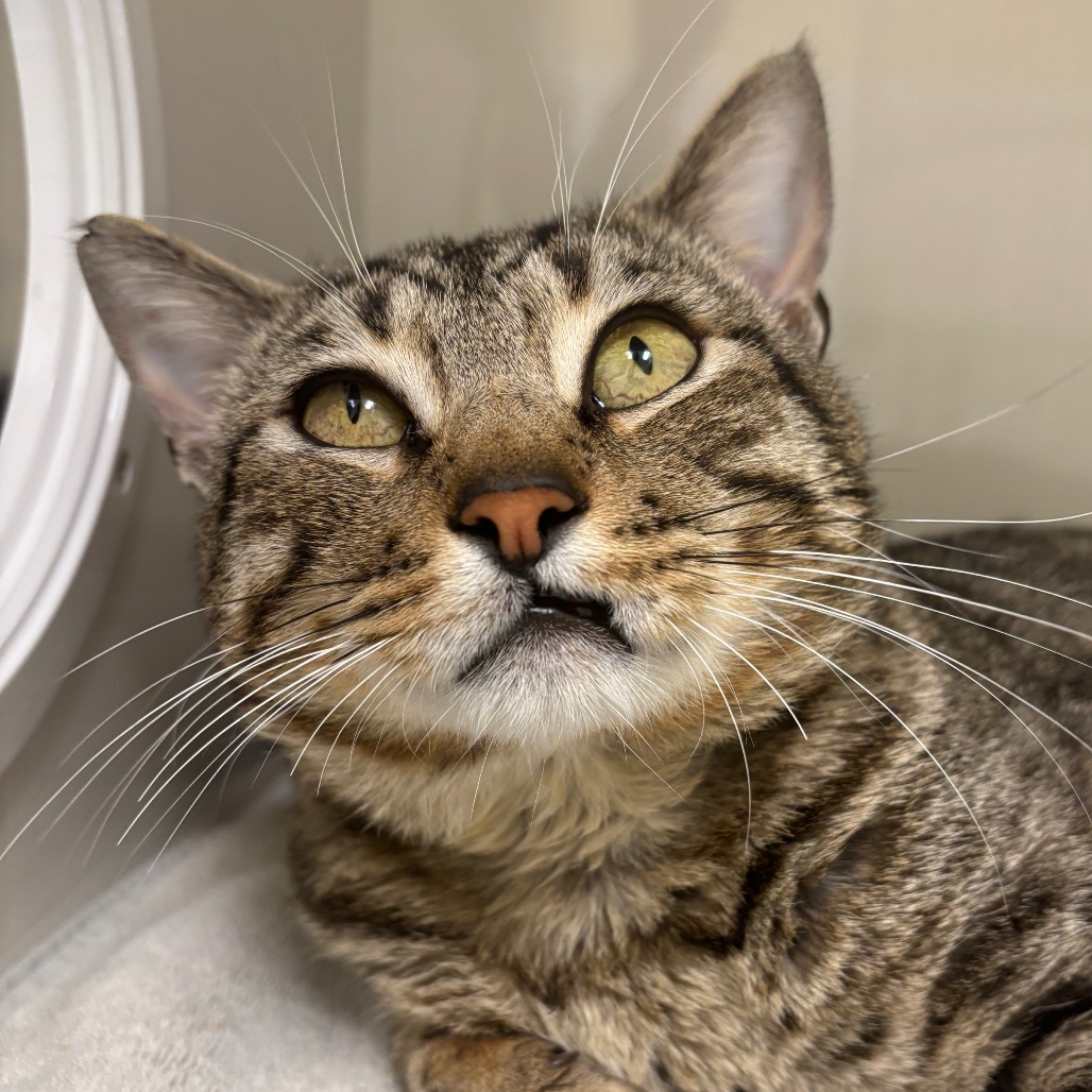 Oscar - Domestic Shorthair