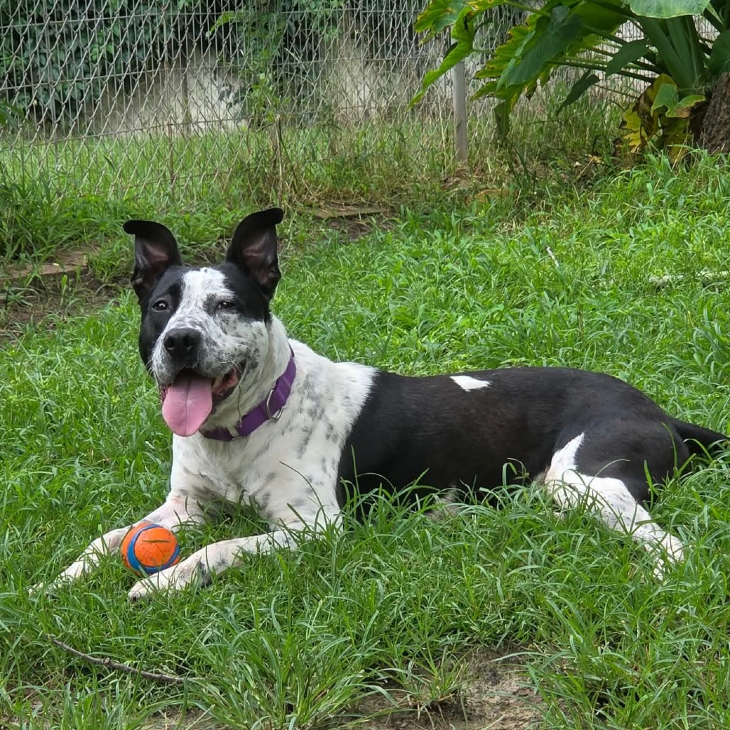 Speckles, photo 13