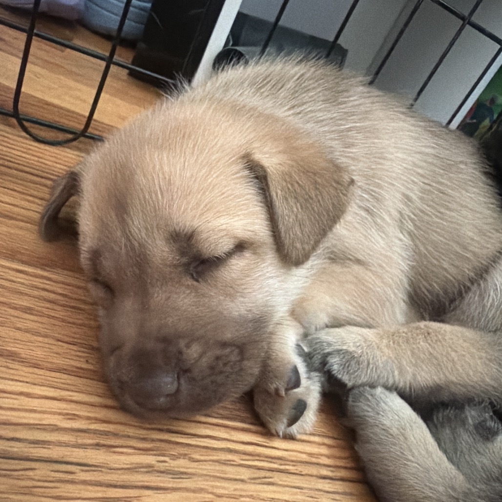 NALA (CAN LEAVE 10/4) - Husky / Mixed Breed (Medium) available for adoption