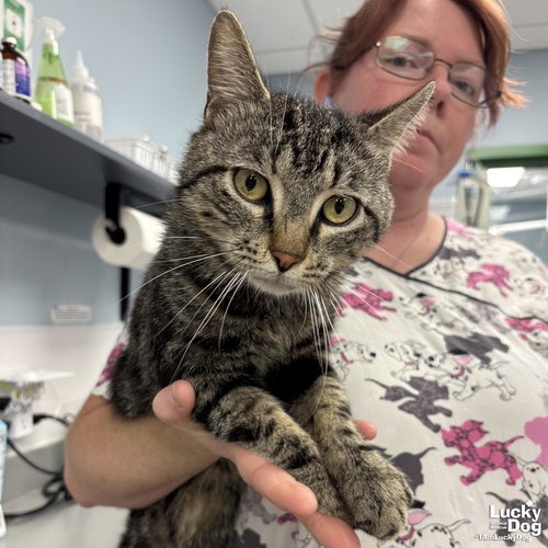 BULLSEYE - Domestic Shorthair available for adoption