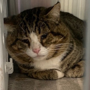 C#20's preview photo