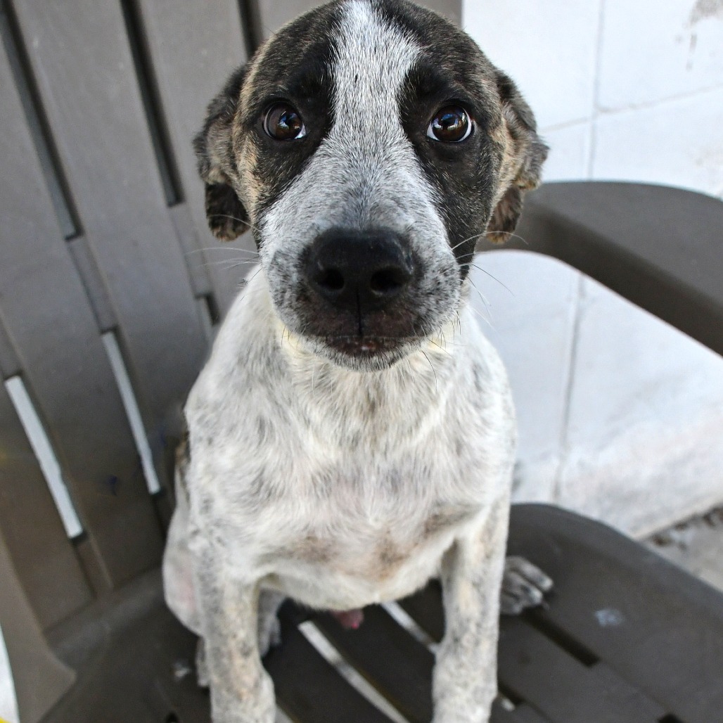 HERSHEY - Queensland Heeler / Mixed Breed (Medium) available for adoption
