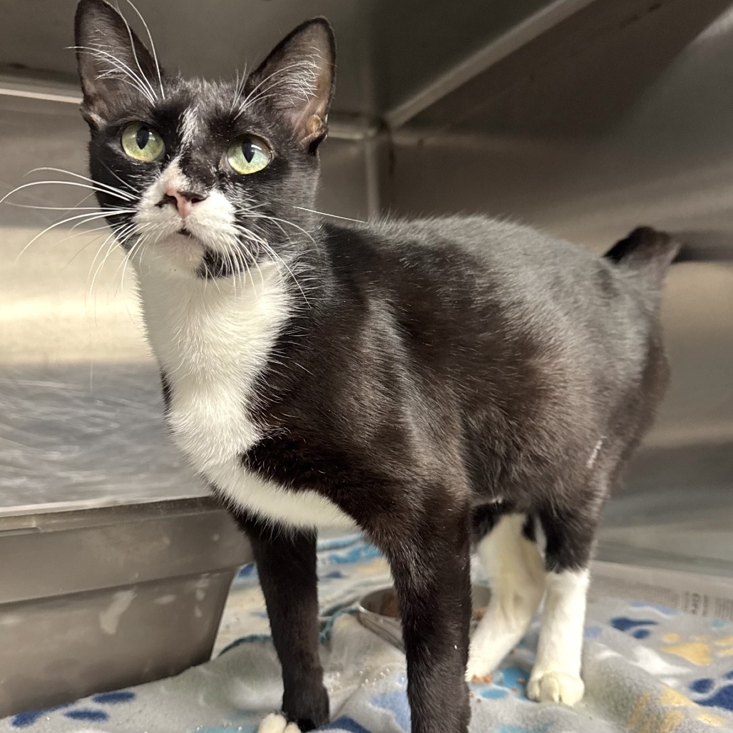 GREEN PEA - Domestic Shorthair available for adoption