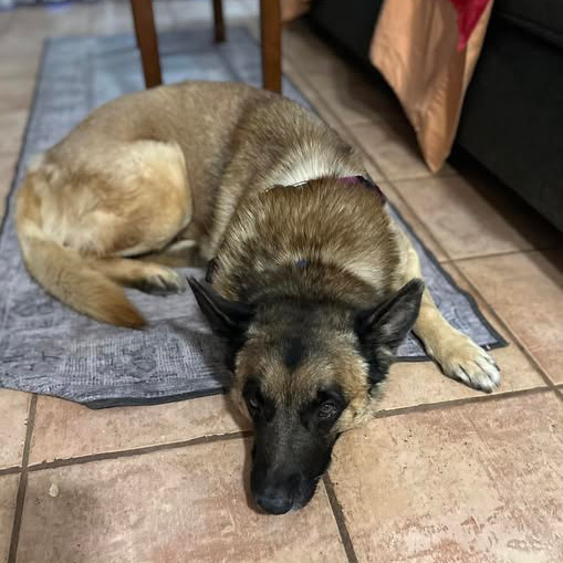 Wolfgang, photo 6