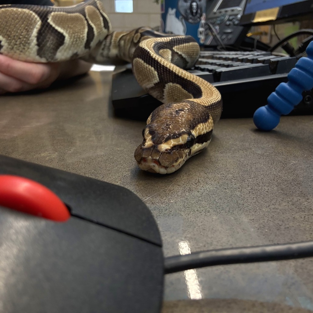 Photo of Tsuchinoko 11