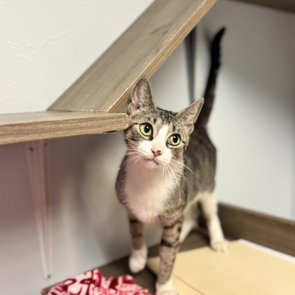 BELLUM-AT PETSMART MADISON EAST - Domestic Shorthair available for adoption