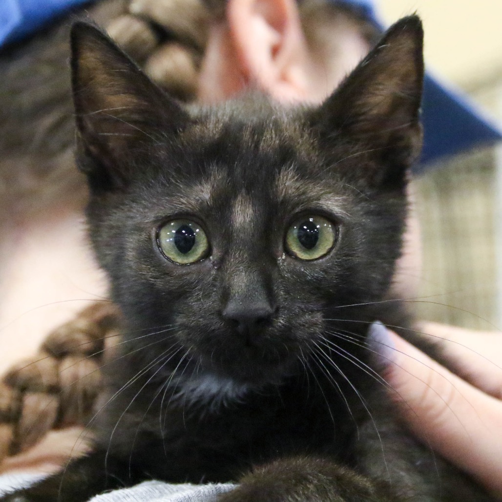 ONEIDA - Domestic Shorthair available for adoption