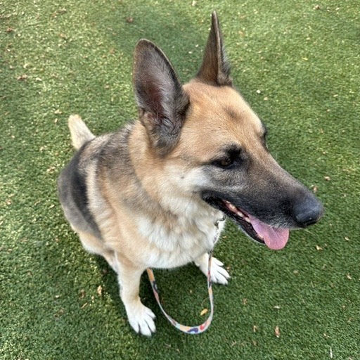 Kaiser