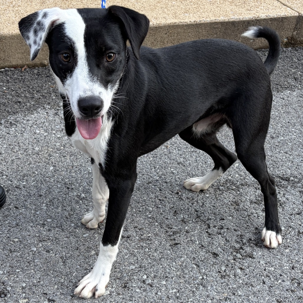 JOE JONAS - Unknown available for adoption