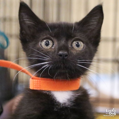 SPARKY - Domestic Shorthair available for adoption