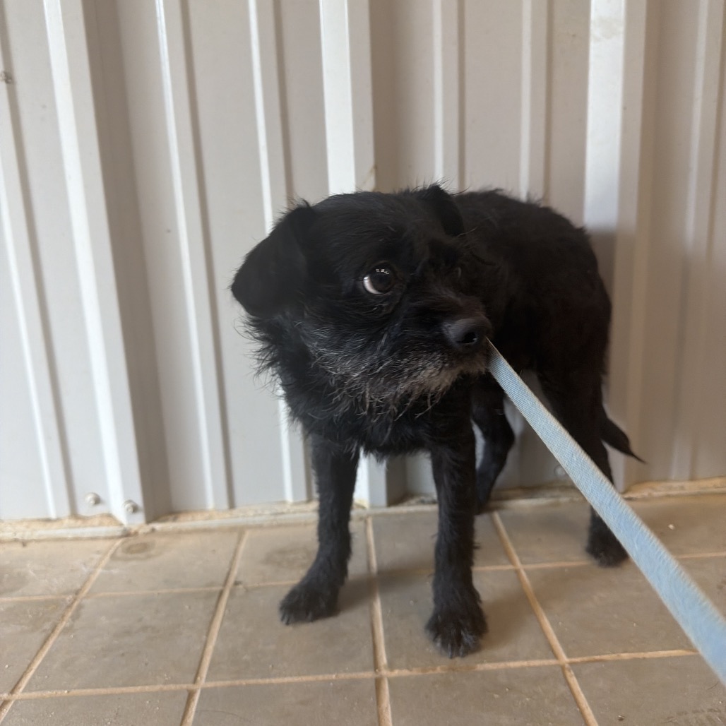 LIAM - Terrier, Wirehaired / Schnauzer available for adoption