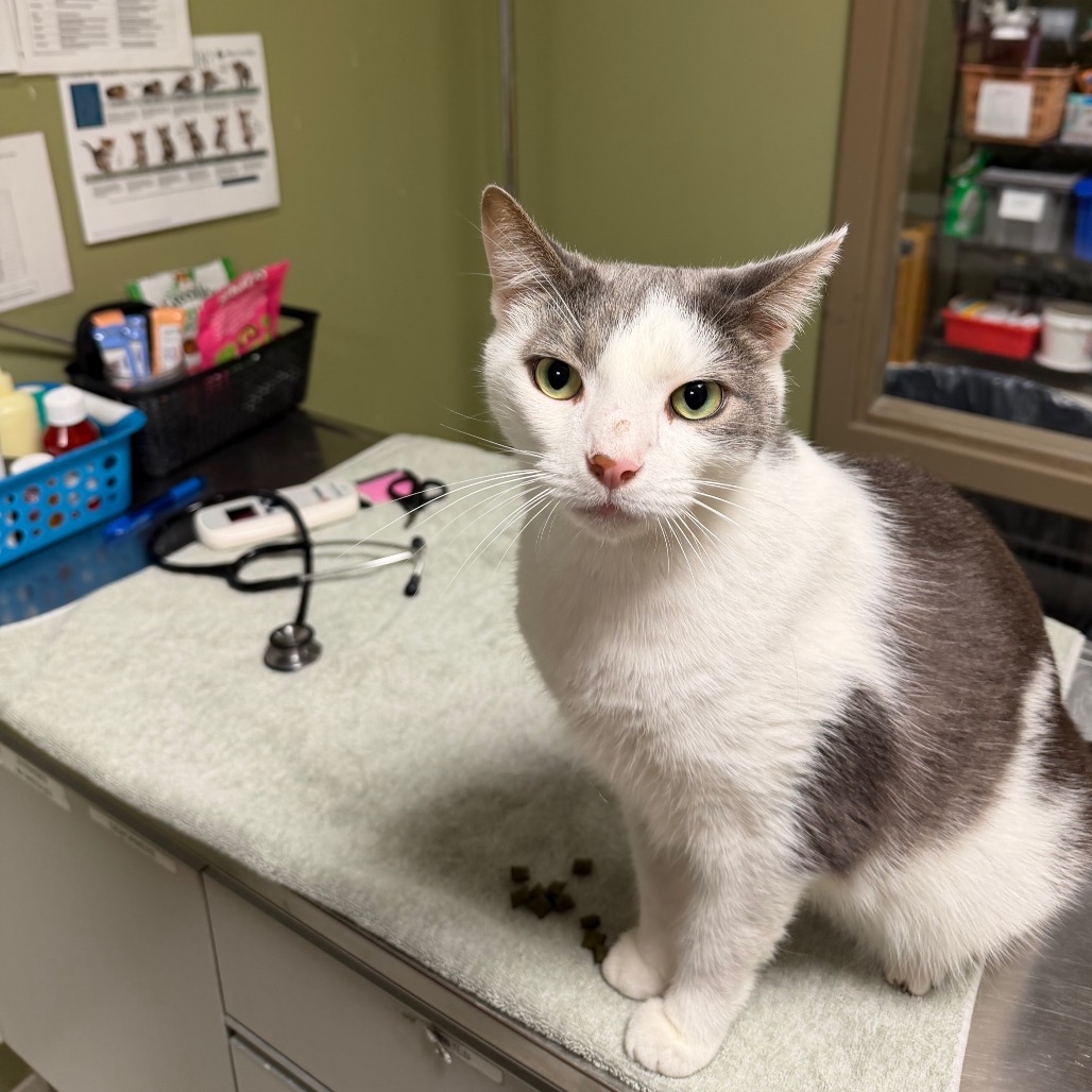 BUNNY - Domestic Shorthair available for adoption