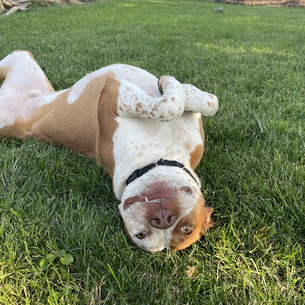 Bentley - Home to Home, photo 3