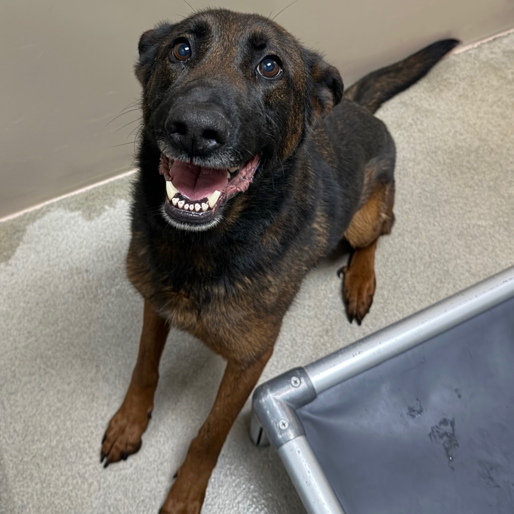 Kennel#4 Khalesi's preview photo