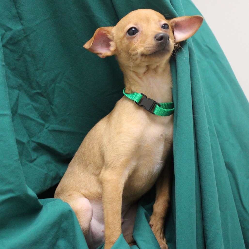 Prince — thumbnail 2