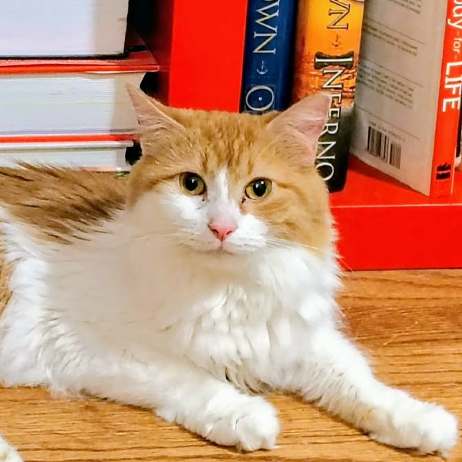 SUNFLOWER - Domestic Longhair for adoption in Joliet