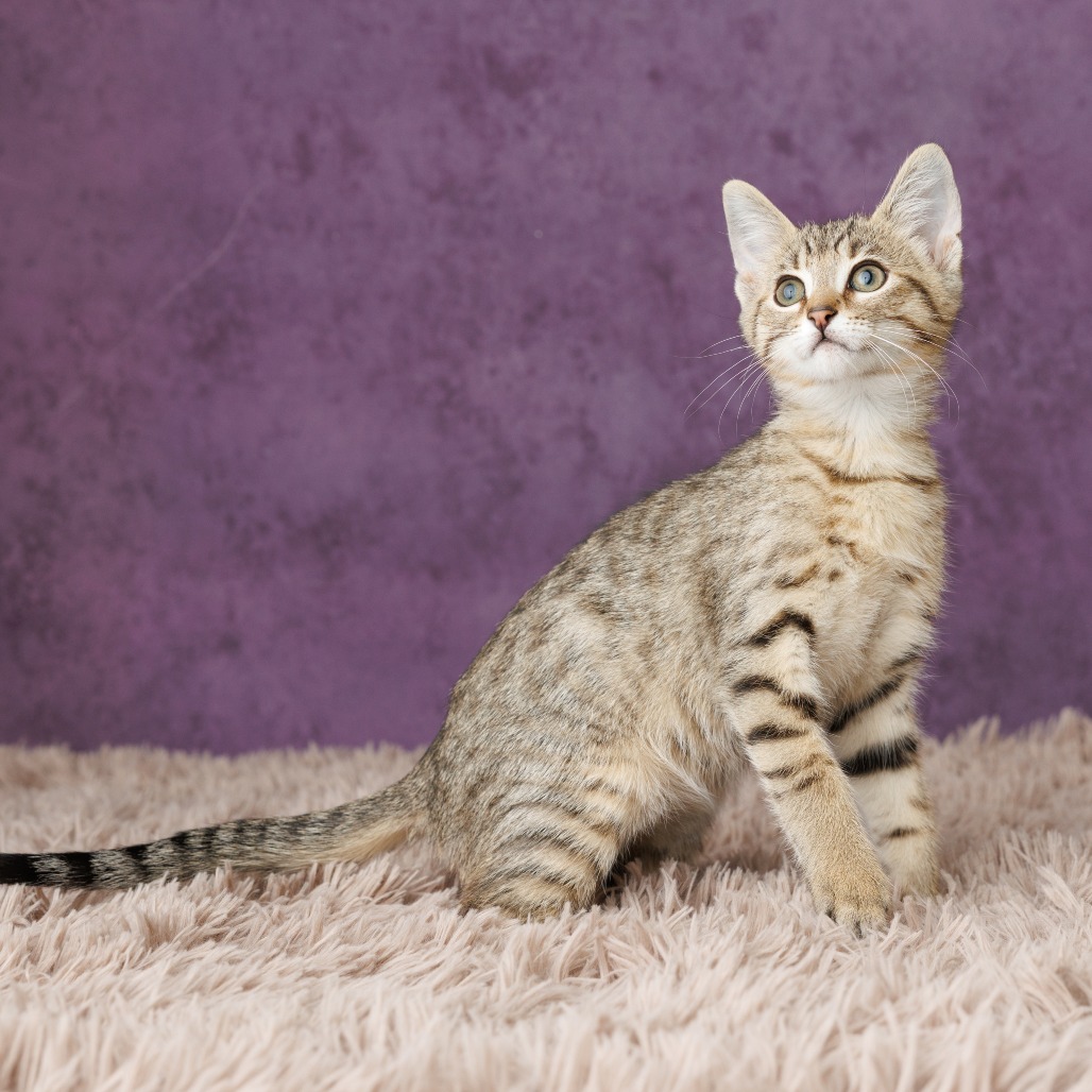 Huckle Cat, photo 4