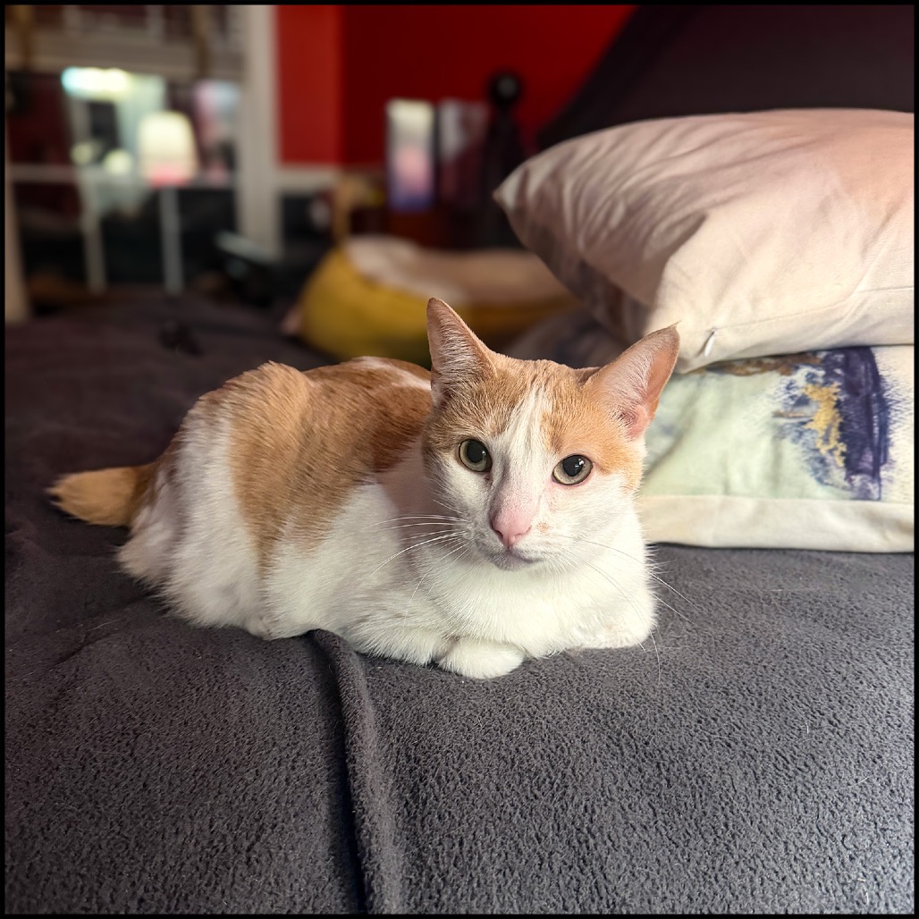 FROSIA - Domestic Shorthair for adoption in Roswell