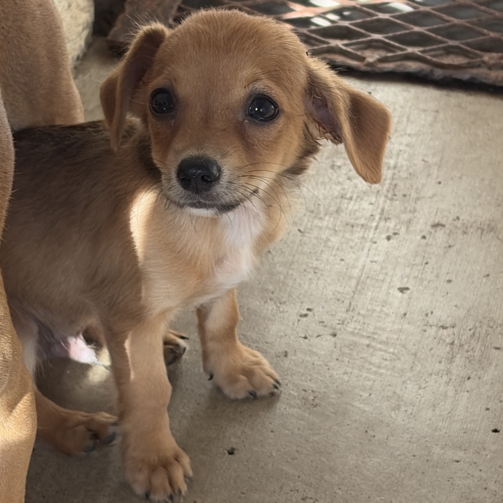 PO - Chihuahua / Mixed Breed (Small) available for adoption