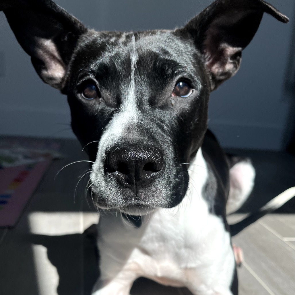 Photo of Cuddle Bug