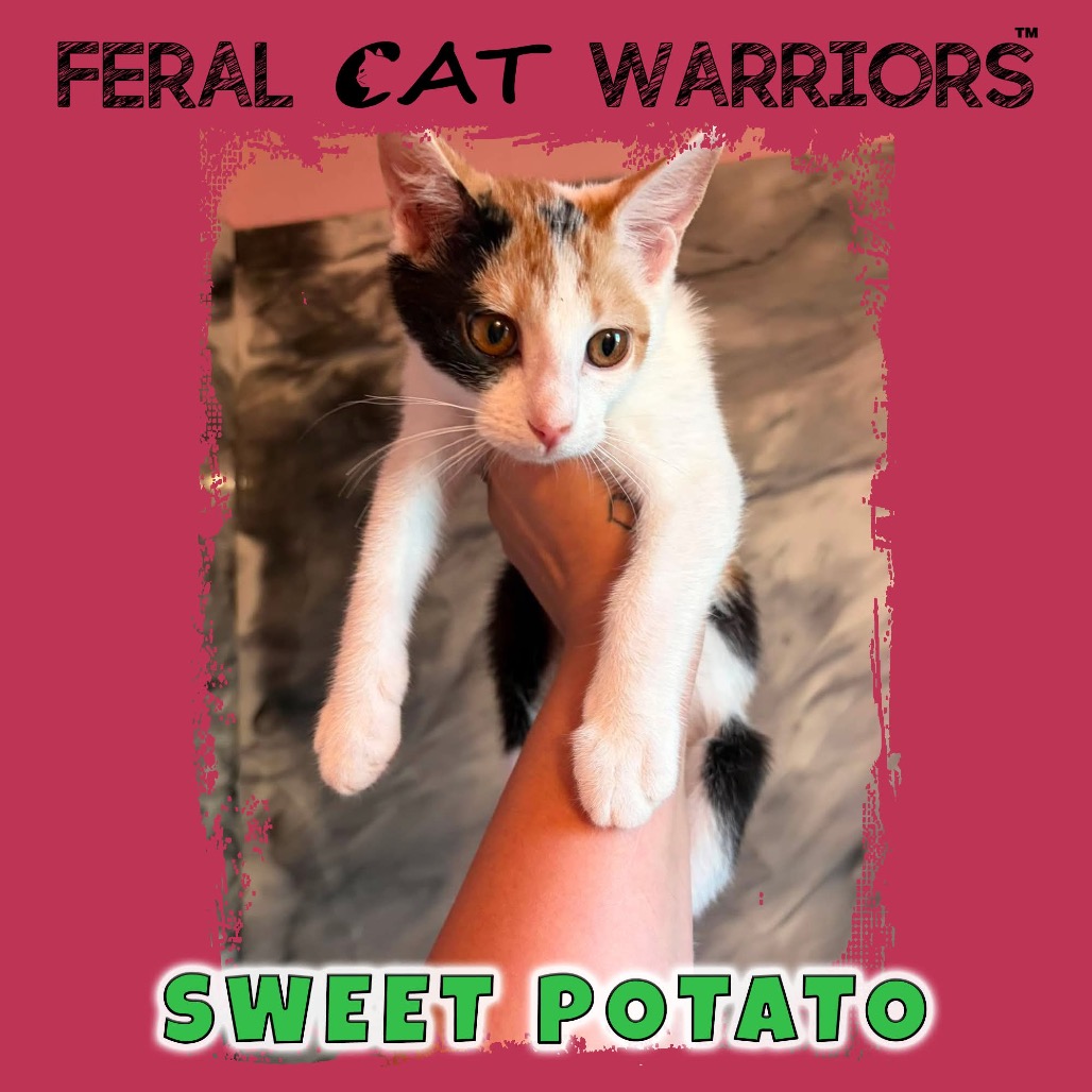 Sweet potato 