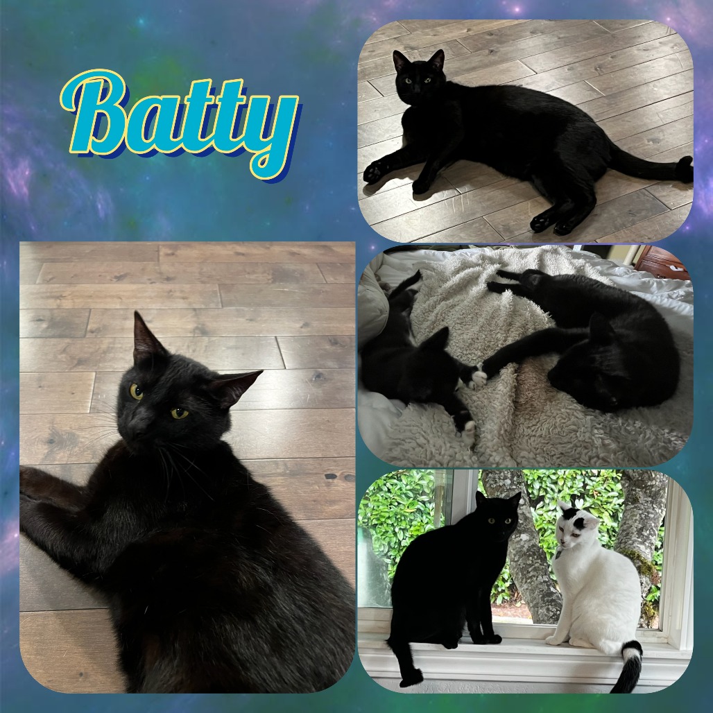 Photo of Batty