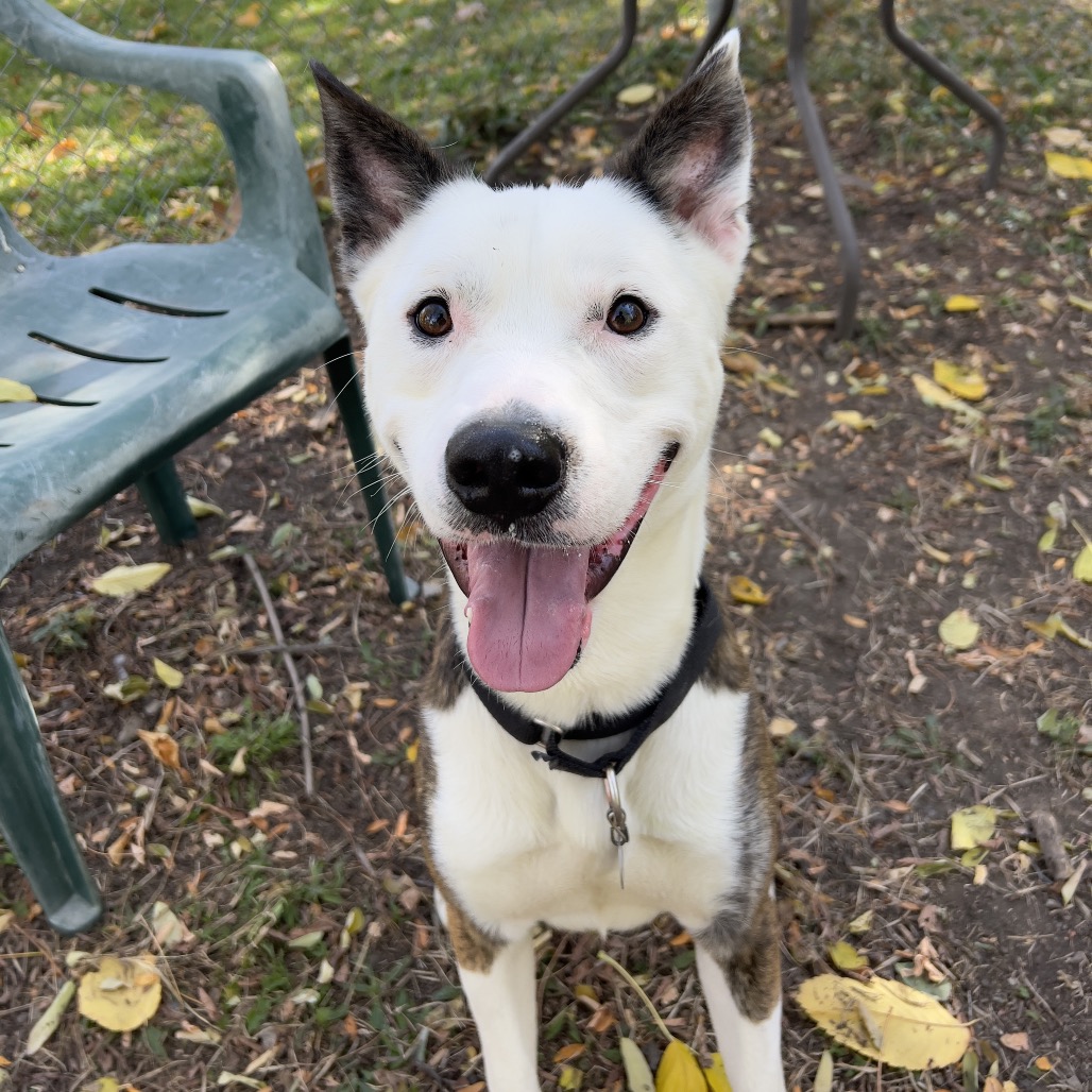 Koda — thumbnail 2