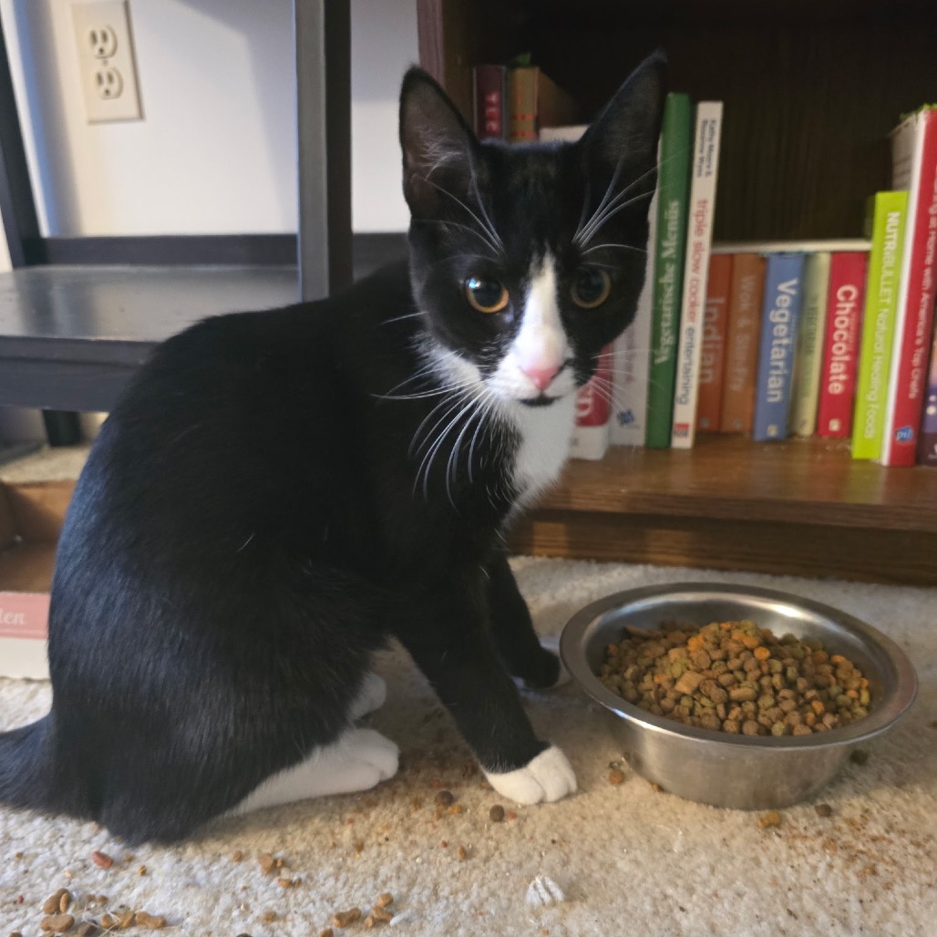 CHERRY - Domestic Shorthair for adoption in Silver Spring