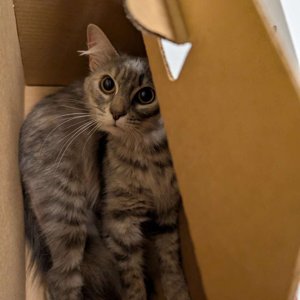 ESTELLA - Domestic Medium Hair available for adoption