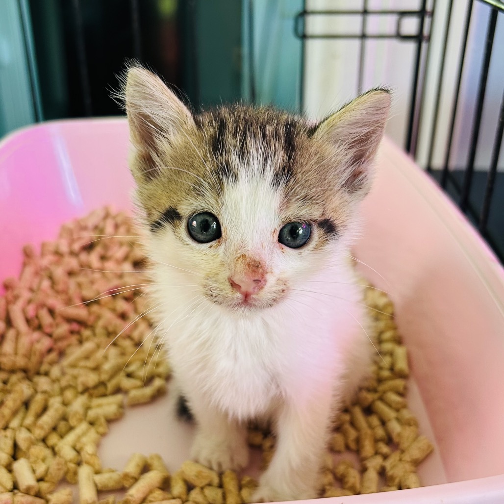 Kit-Kat (formerly Newbie R1) Image