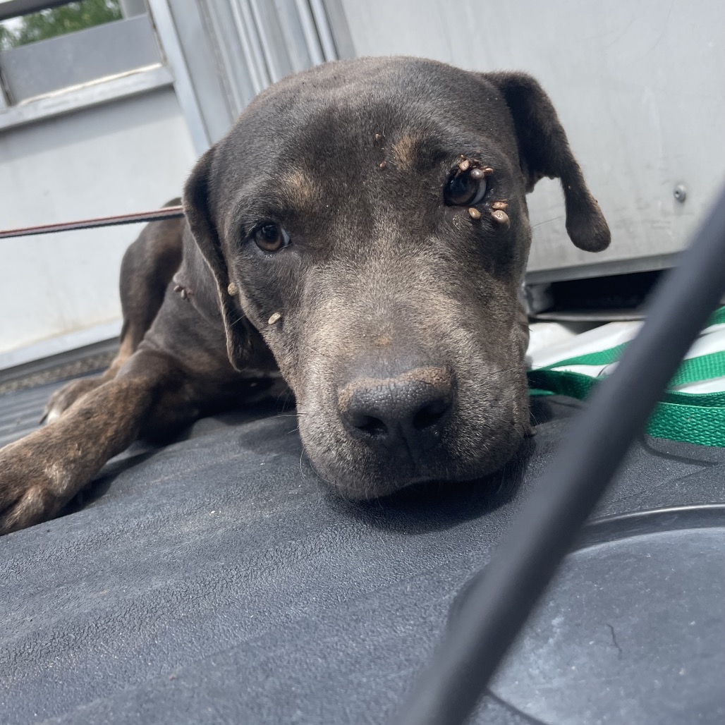 MISO - Terrier / Staffordshire Bull available for adoption