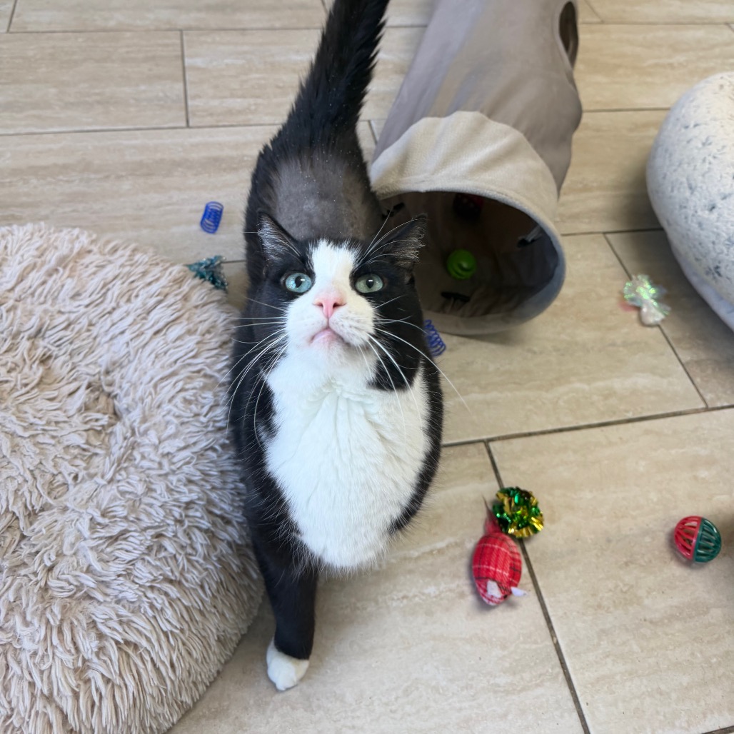Tux, photo 5
