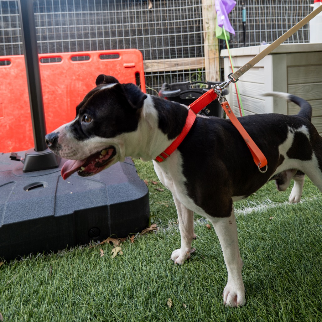 BRANDON - Terrier / American Pit Bull available for adoption