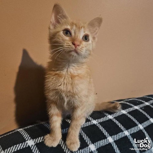 SCOTT - Domestic Shorthair available for adoption