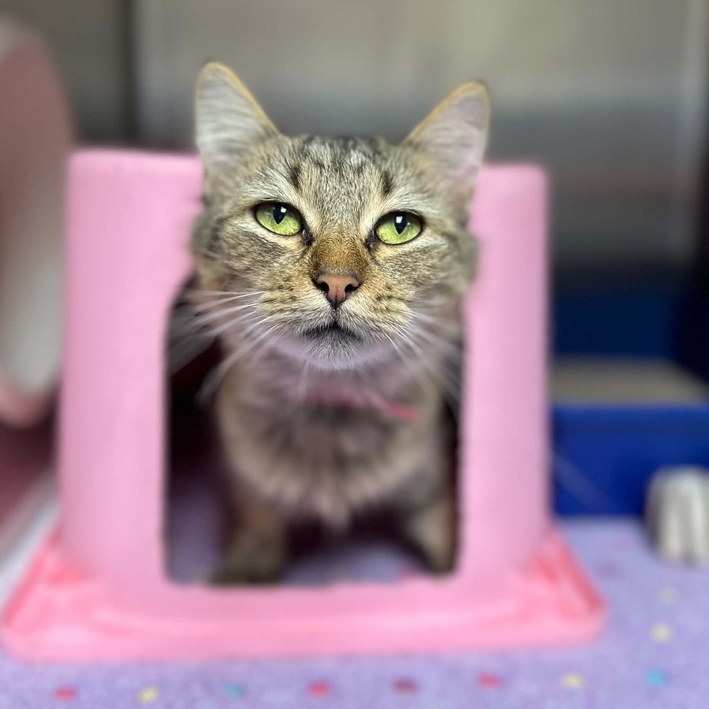 NATALIE-AT PETSMART MADISON EAST - Domestic Shorthair available for adoption