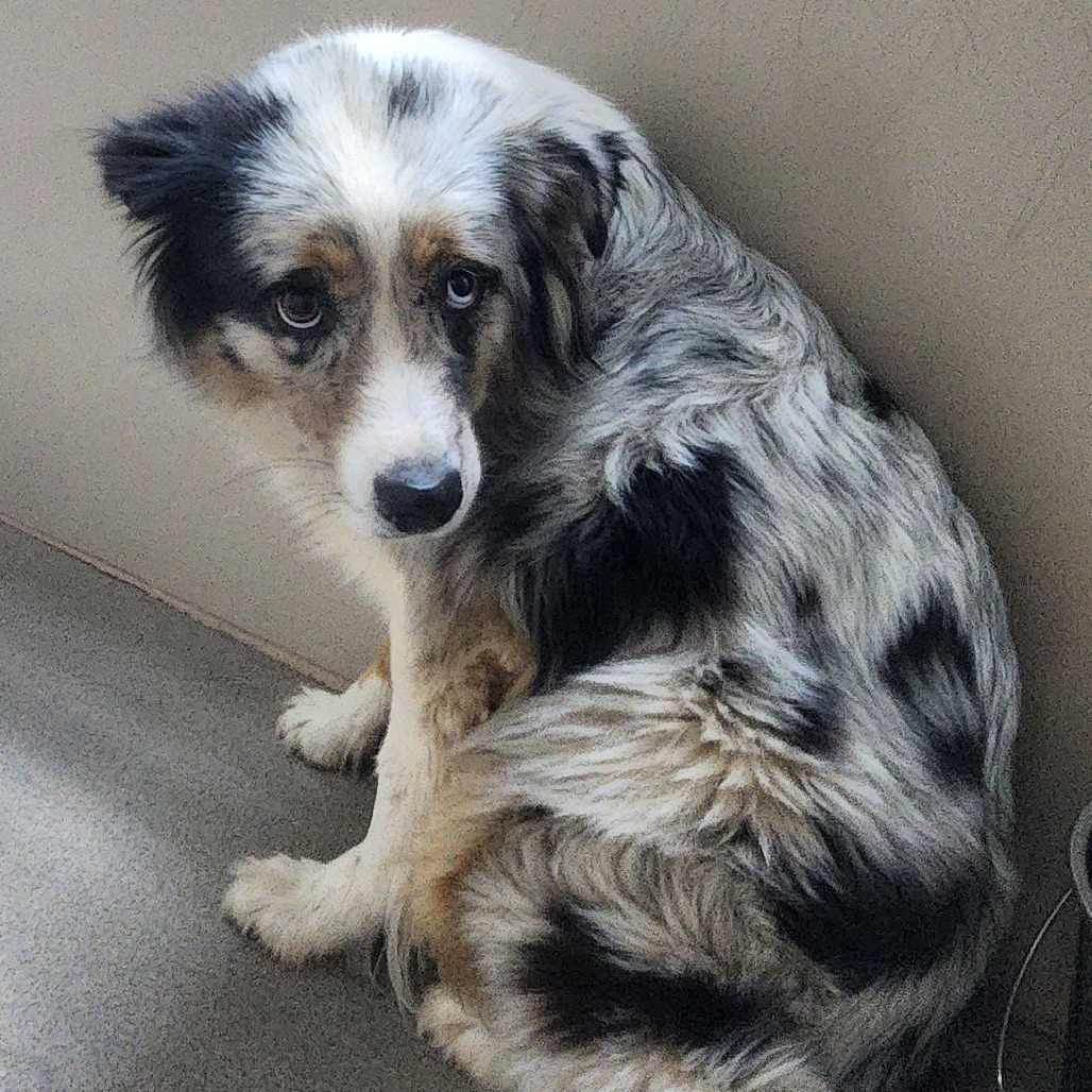 Kennel#7's preview photo