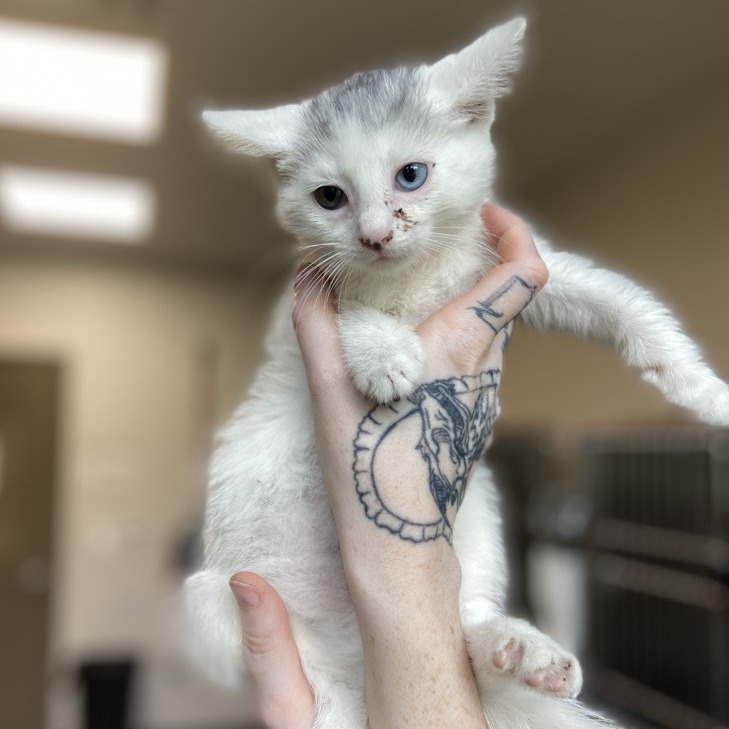 BROW - Domestic Shorthair available for adoption