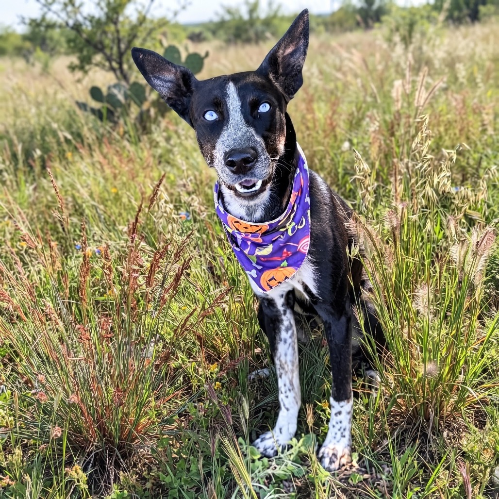 Violet 26-08-103