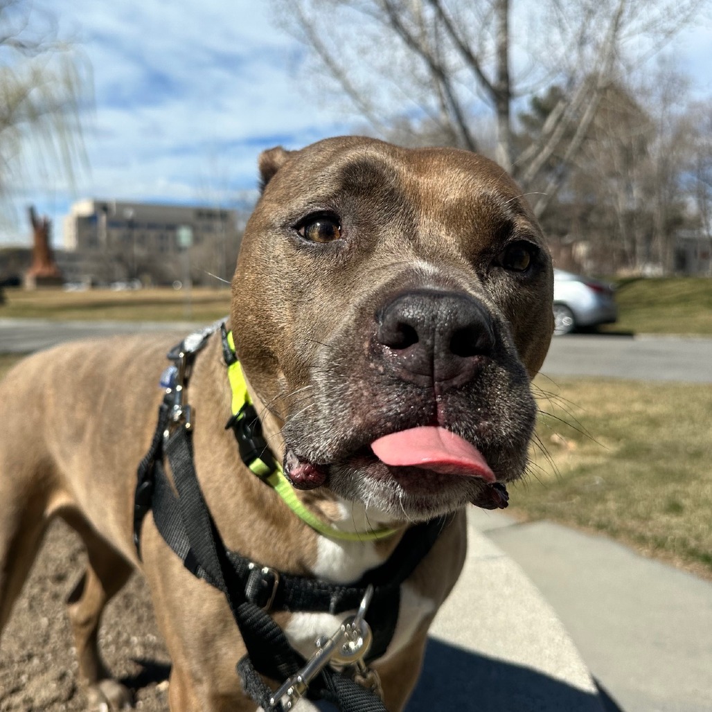 Lulu — thumbnail 3