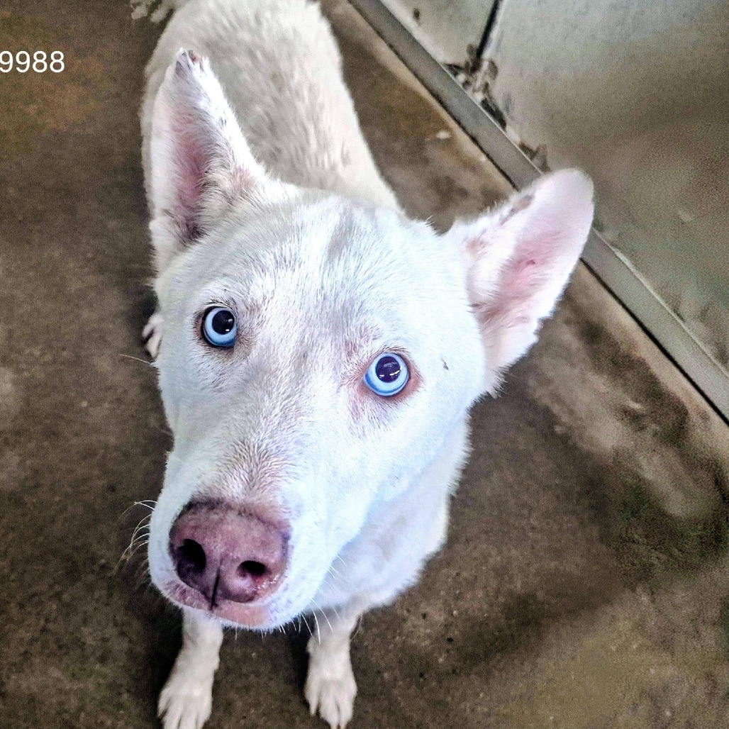 TINKERBELL - Husky / Shepherd available for adoption