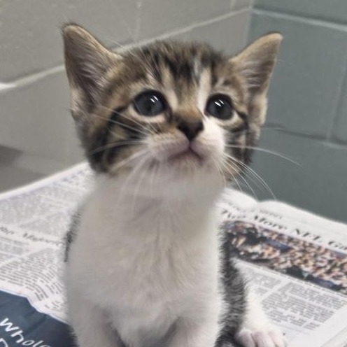 COBALT - Domestic Shorthair available for adoption