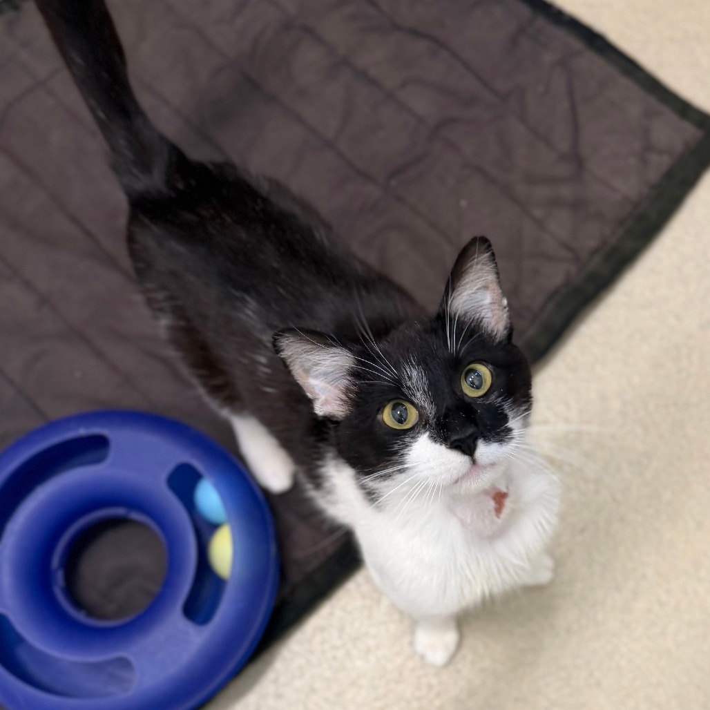TRUCKER - Domestic Shorthair available for adoption