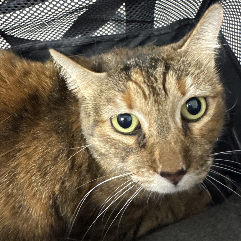 EEVEE - Domestic Shorthair available for adoption