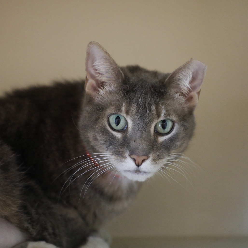 Minnie — thumbnail 4