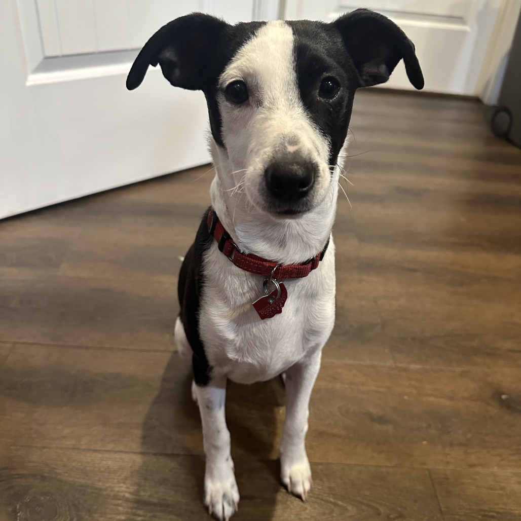 Scotch — thumbnail 3