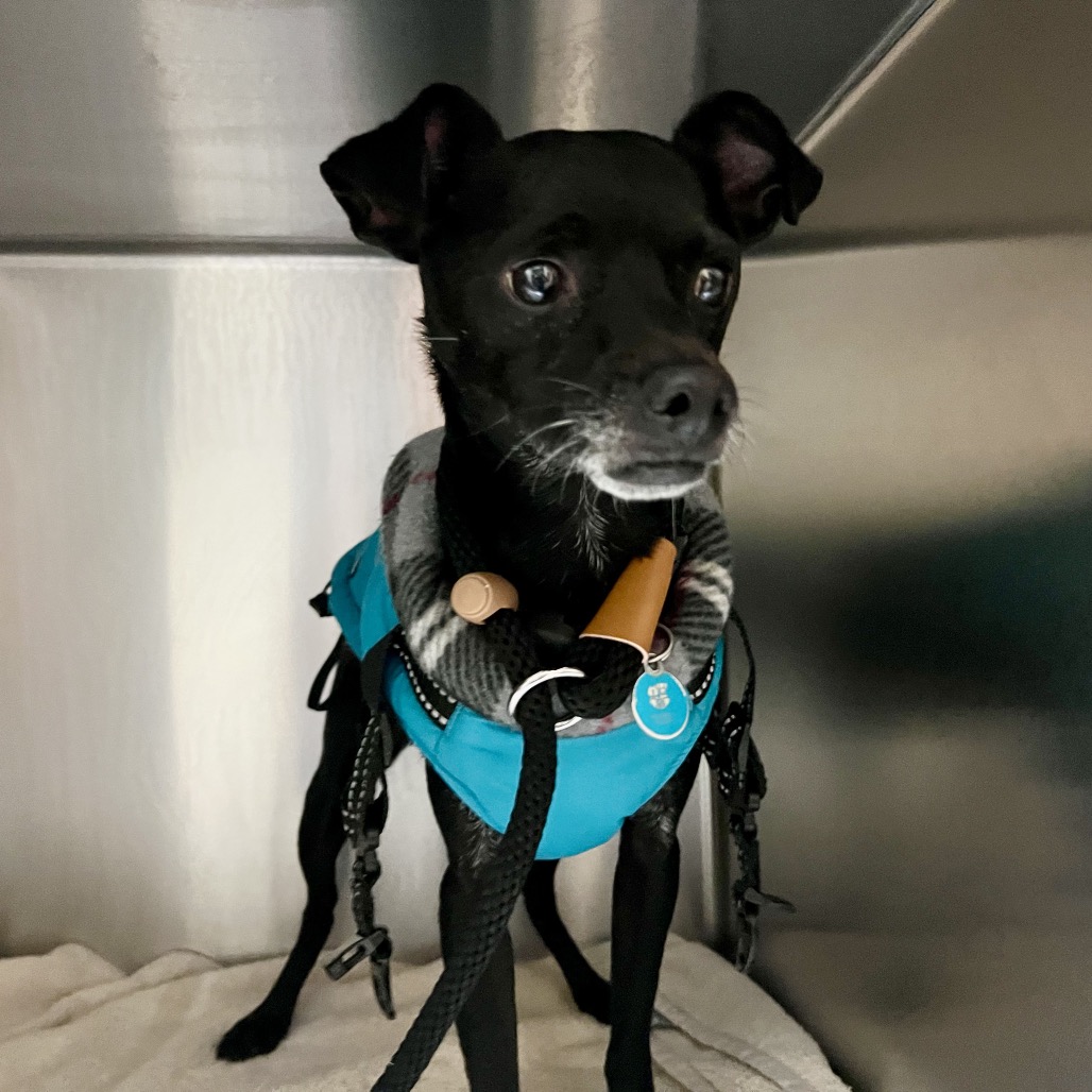 Chihuahua