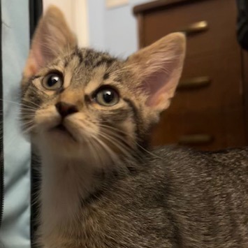 Azalea: Female 2 Domestic Shorthair