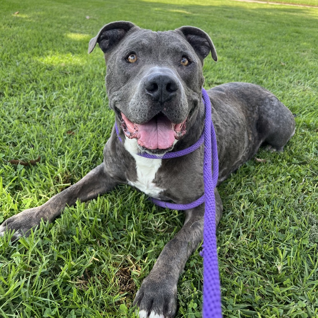Pit Bull