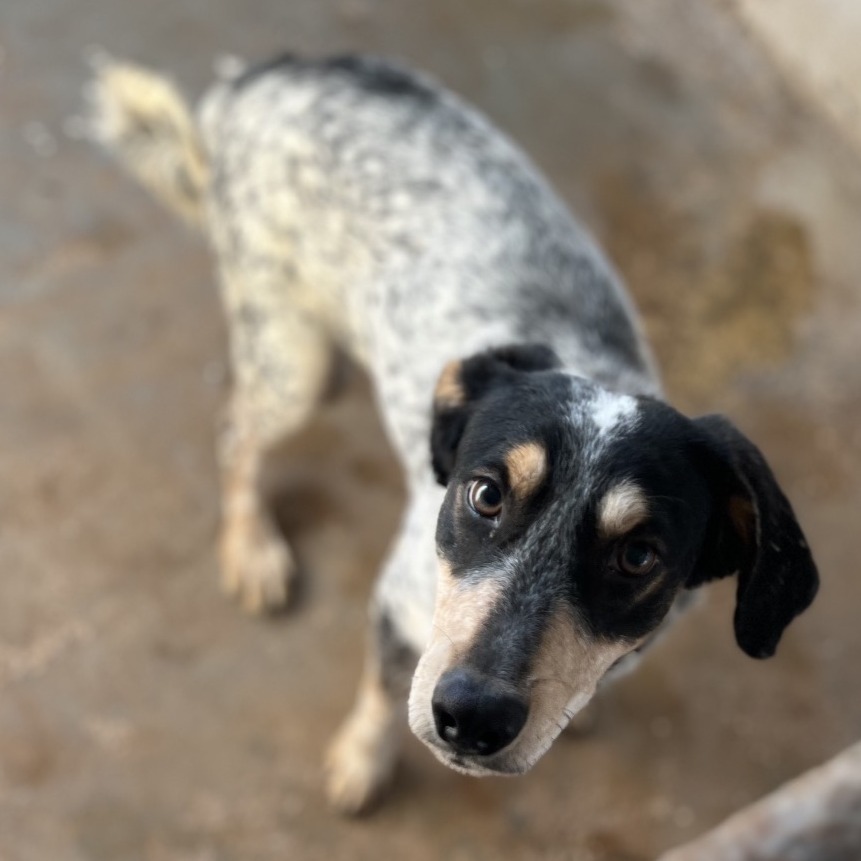 Raisin, available for adoption at PVAS